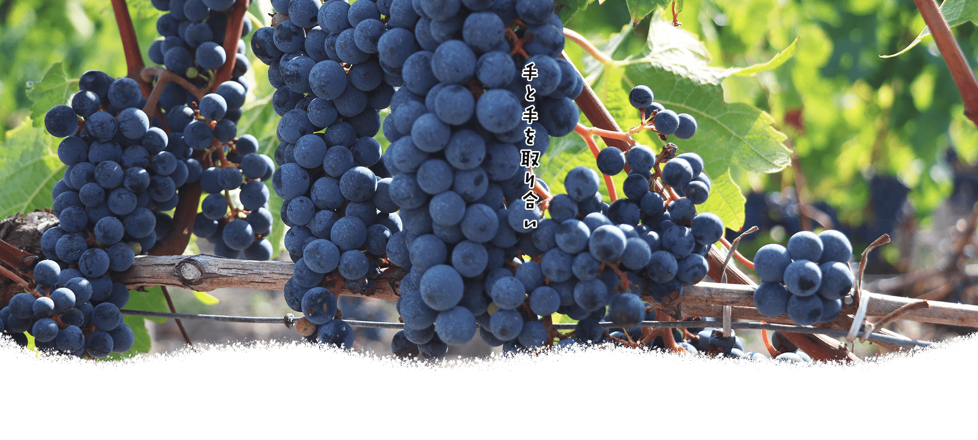 株式会社ポラリス